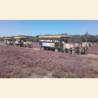 Blühende Heide-Tour