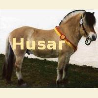 Husar