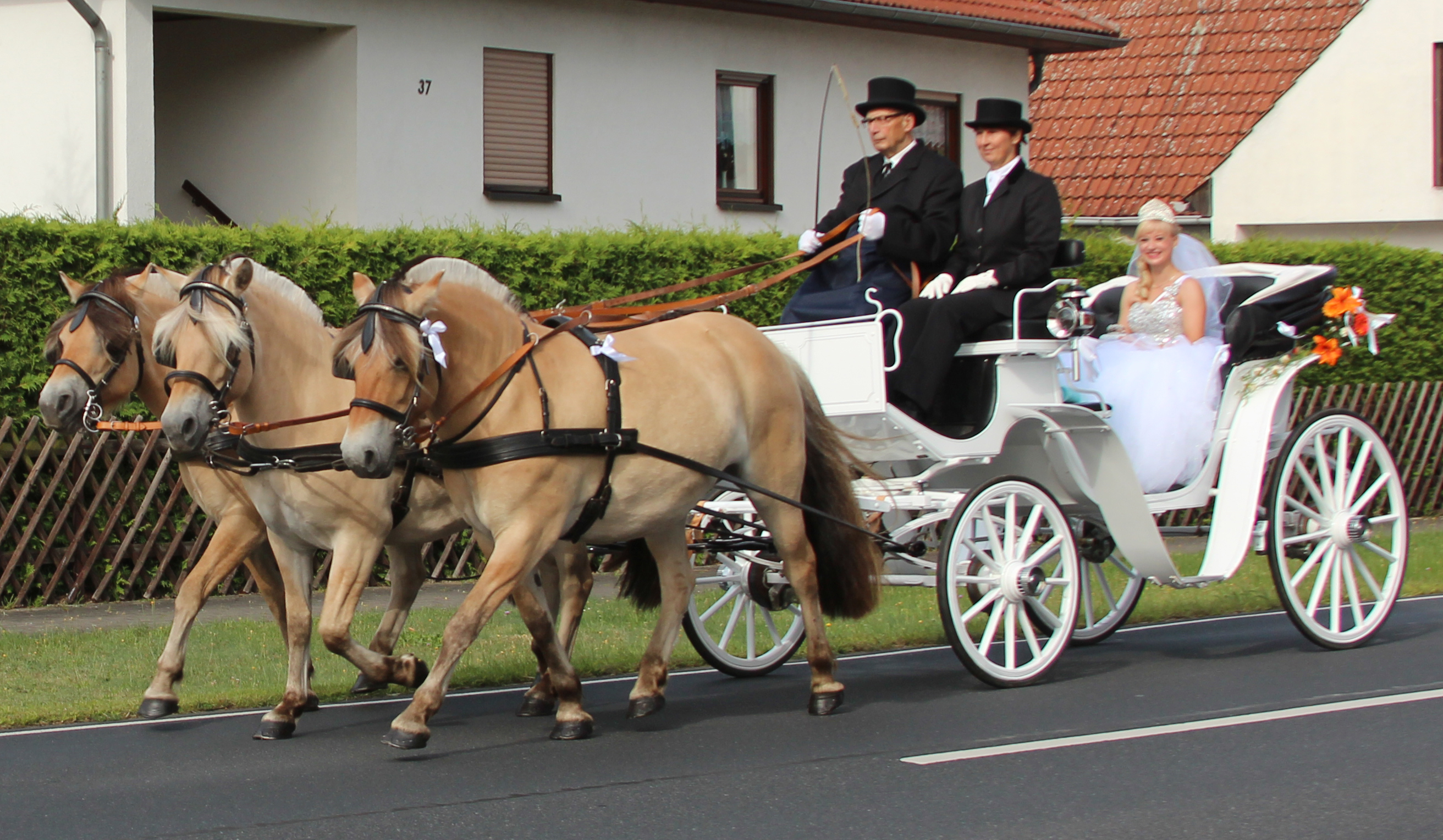 Weiße Hochzeitskutsche Mit Dreier Gespann